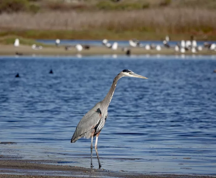 Blue Heron1.jpg