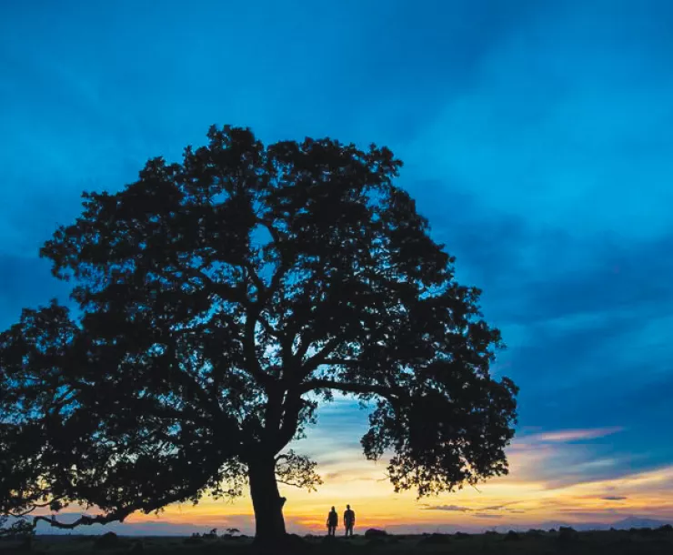 Bob Wick, Bureau of Land Management-2016-outdoors trees-creative commons.jpg