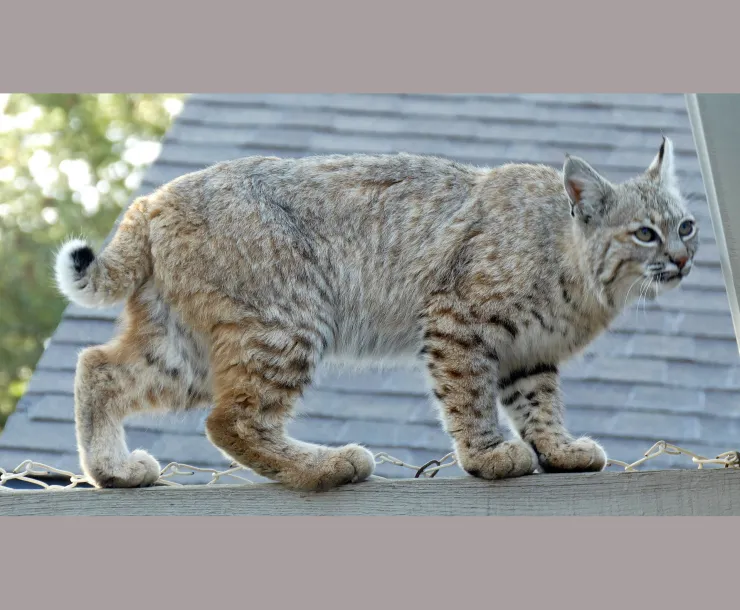 BobcatScaled.jpg