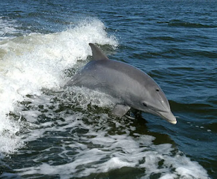 Bottlenosed dolphin.jpg