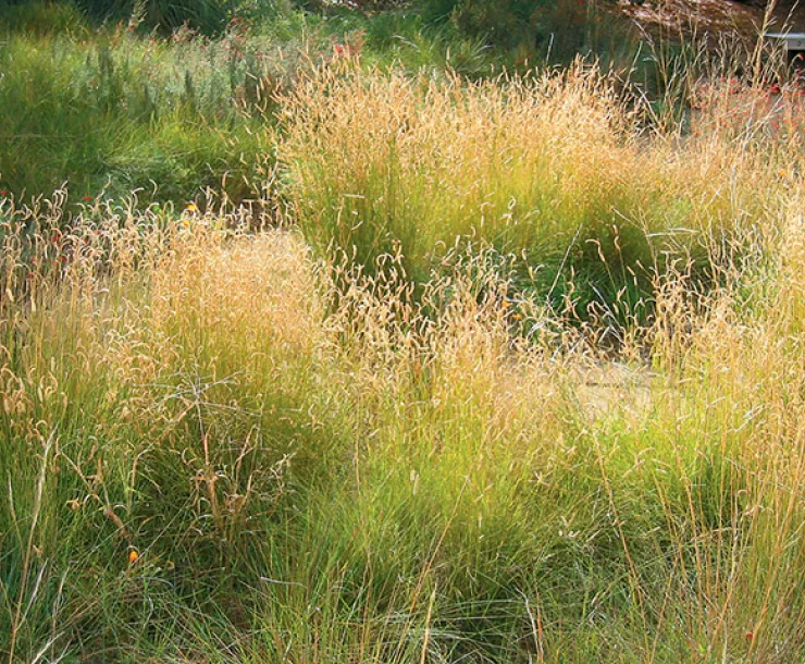Bouteloua-gracilis_640x480.jpg