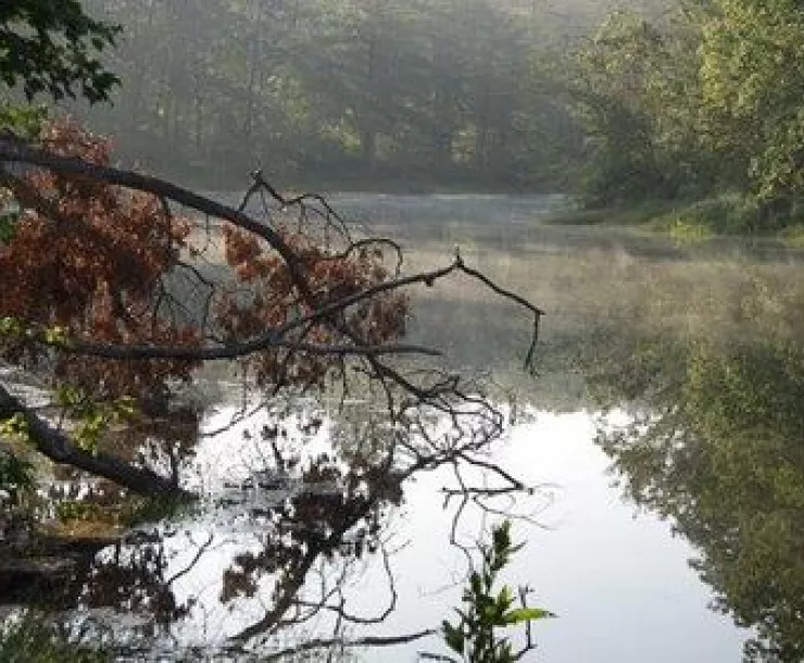 Branch and Water Thumb.jpg
