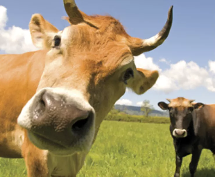 Buchholz-cowpicture250x300.jpg