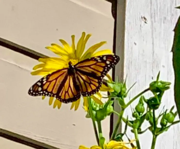 ButterflyMonarch.png