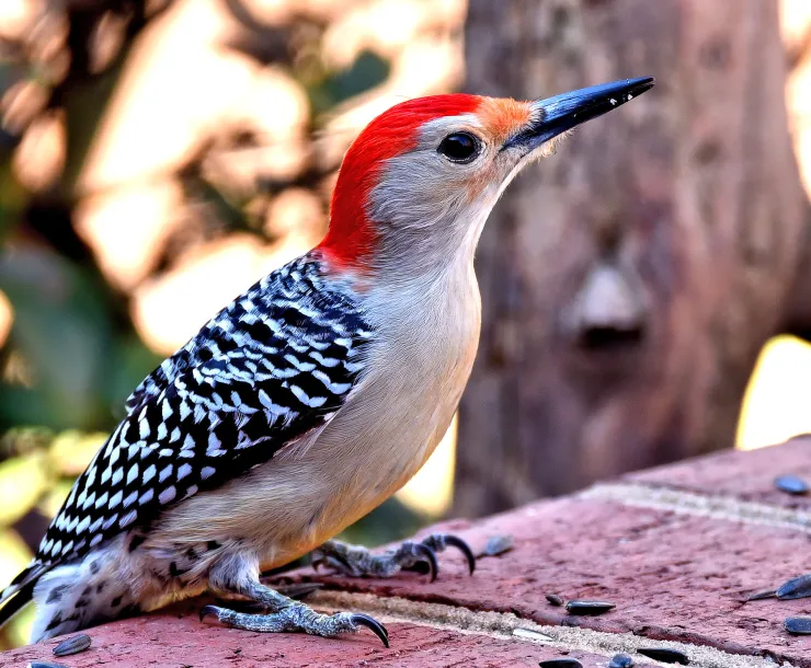 C Conley 2019 Dec, BIRD-RED-BELLIED WOODPECKER.jpg