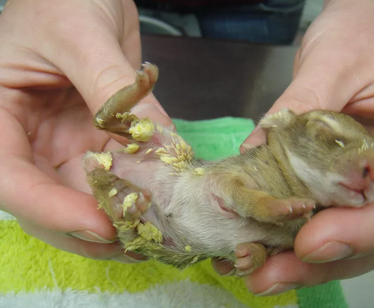 C Conley 2019 July rabbit with fly eggs.jpg