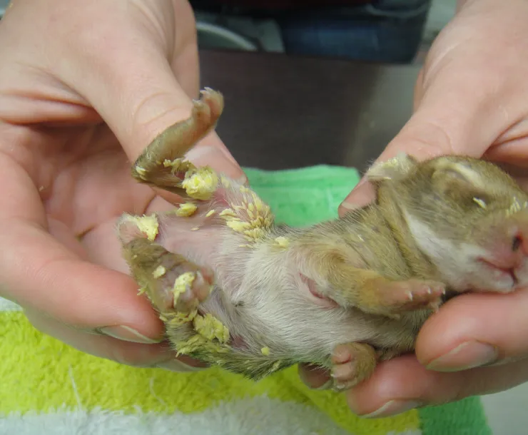 C Conley 2019 July rabbit with fly eggs.jpg