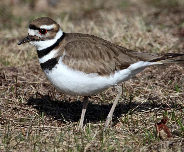 C Conley 2019 May BIRD-Killdeer.jpg