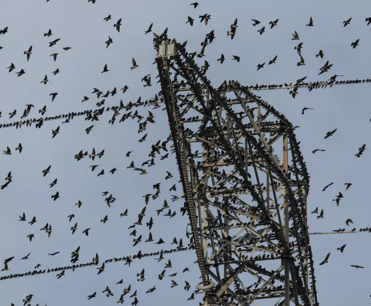 C Conley 2019 October -PURPLE MARTIN ROOST.jpg
