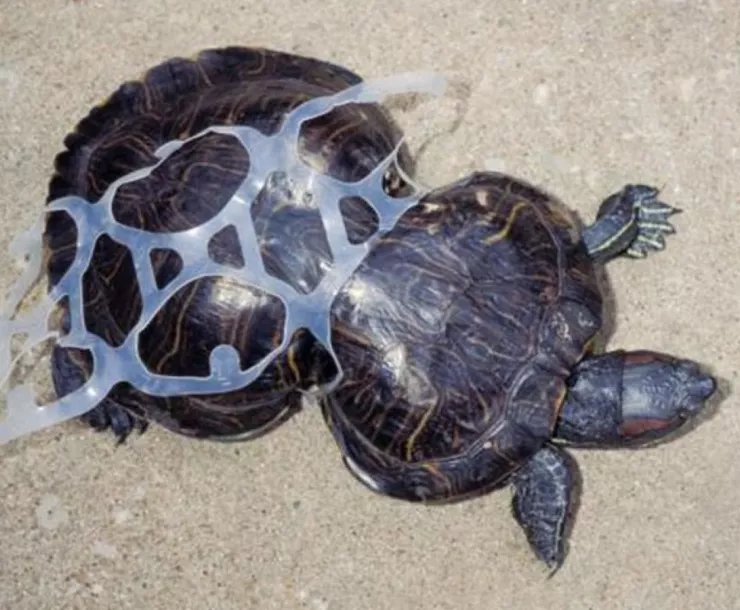 C Conley 2019 September PLASTIC POLLUTION-TURTLE.jpg