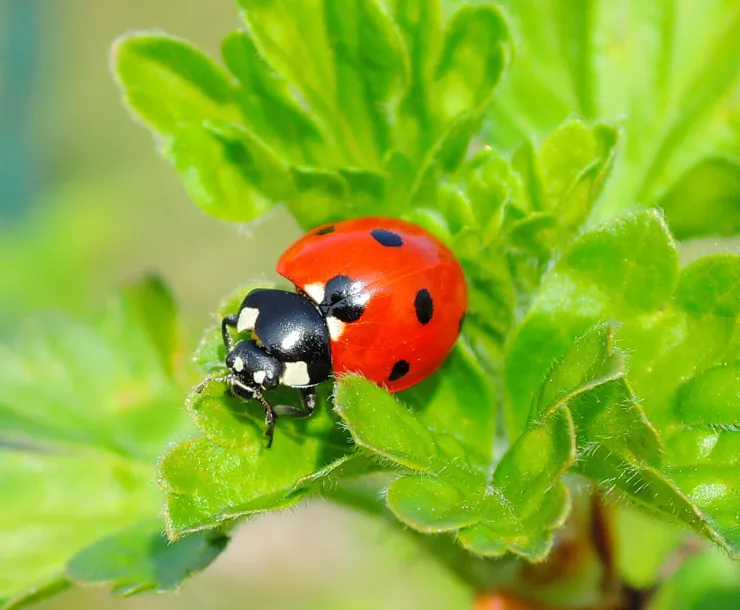 C Conley 2020 January LADYBUG.jpg