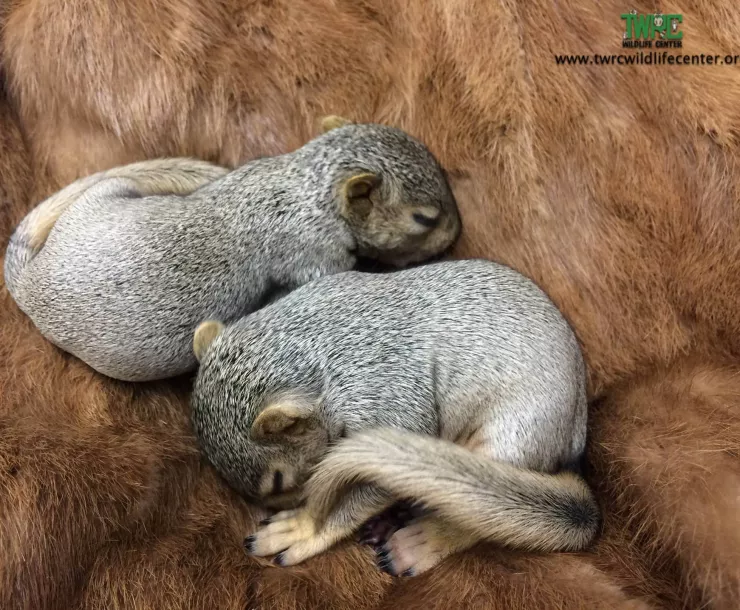 C Conley 2020-FEB-SQUIRREL-GREY BABIES.jpg