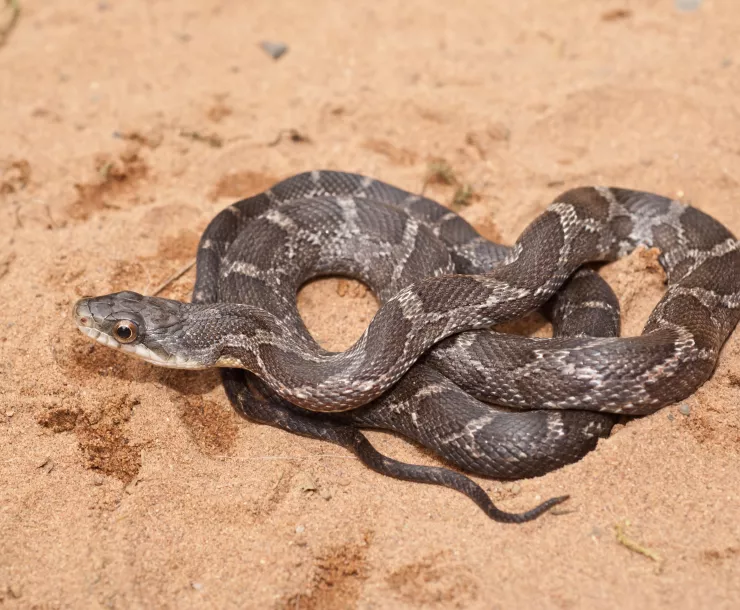 C Conley 2021 August TEXAS RAT SNAKE photo.jpg