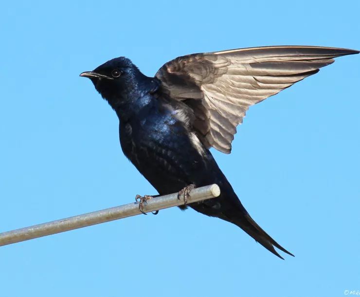 C Conley 2021 Jan purple martin photo.jpg