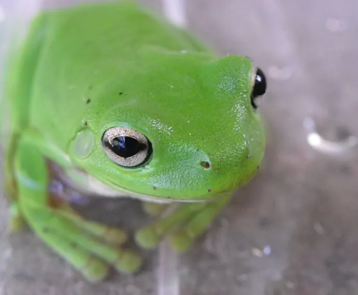 C Conley 2021 July gree tree frog photo.jpg