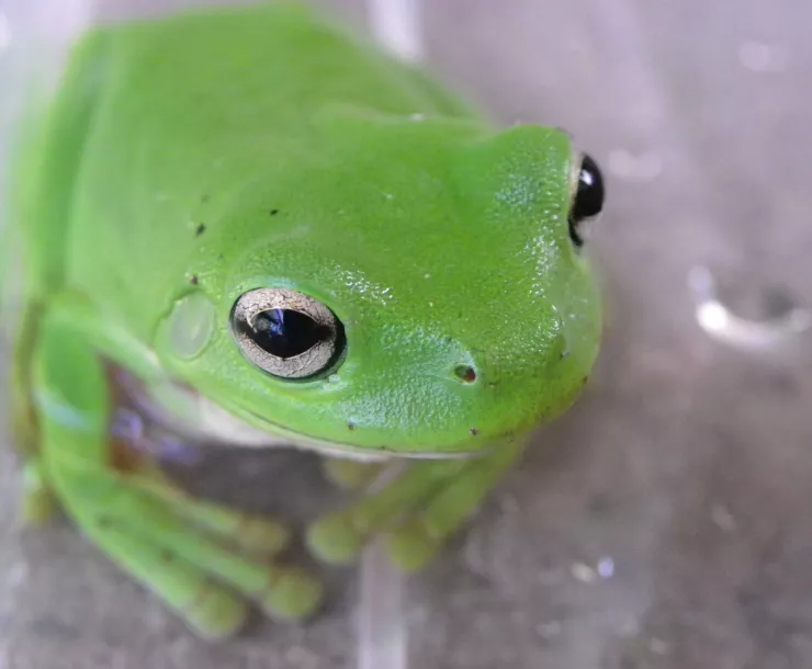 C Conley 2021 July gree tree frog photo.jpg