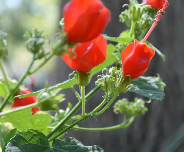 C Conley 2021 June turks-cap-lily-g.jpg