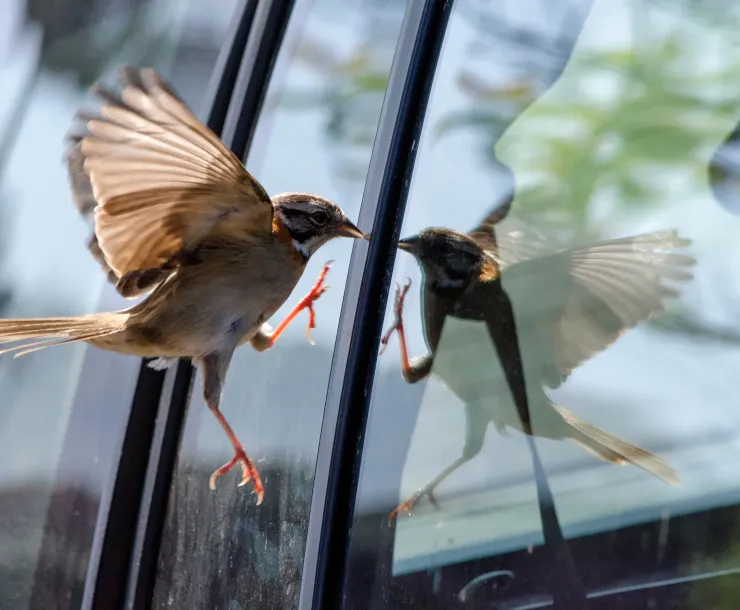 C Conley 2021 March bird window strikes.jpg