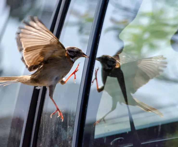 C Conley 2021 March bird window strikes.jpg