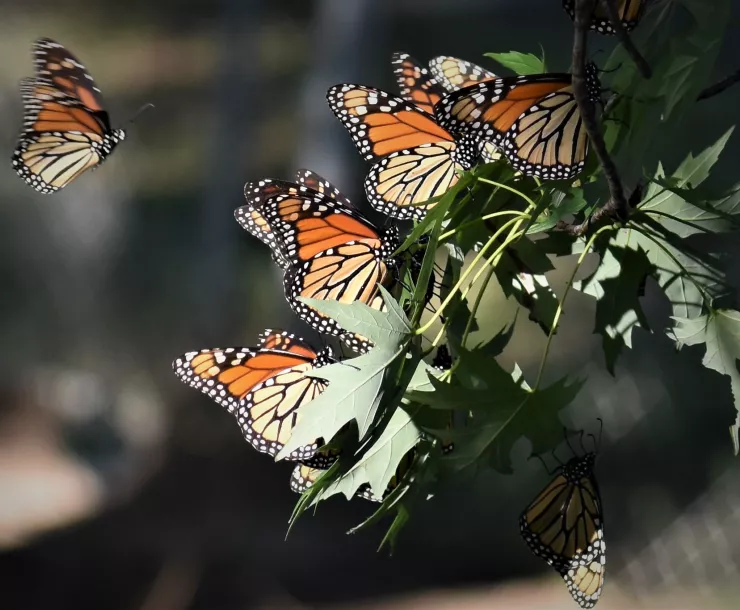 C Conley 2021 NOVEMBER photo MONARCHS.jpg