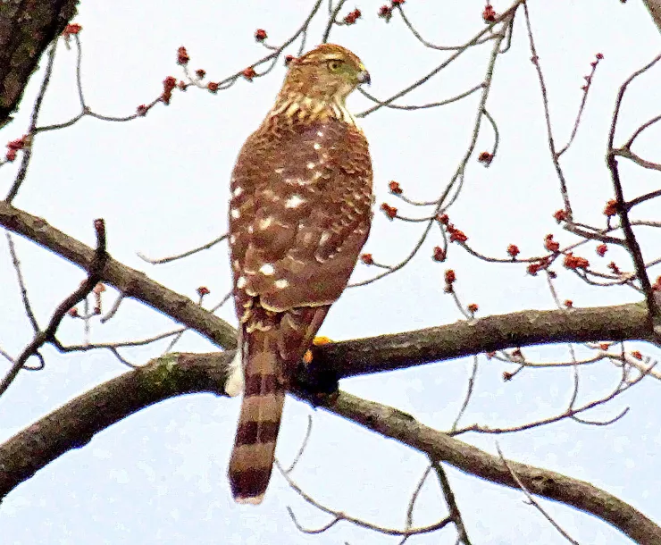 C Conley 2021 Oct. BROAD-WINGED HAWK.jpg