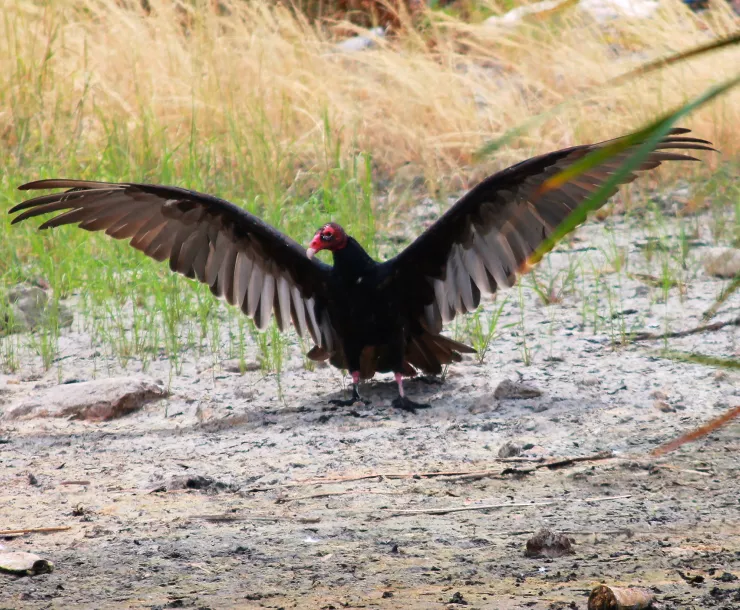 C Conley 2021 Sept TURKEY VULTURE.jpg