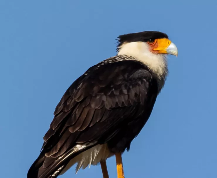 C Conley 2022-January Caracara photo-cropped.jpg