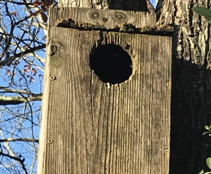 C Conley Dec 2018 SQUIRREL BOX.jpg