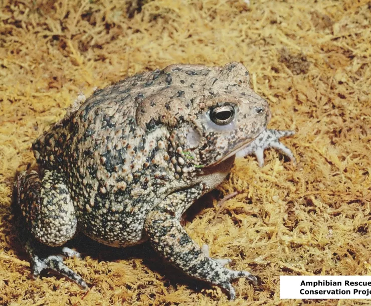 C Conley HOUSTON TOAD.jpg