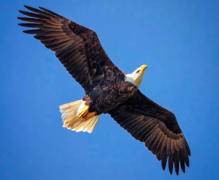 C Conley tomball eagle.jpg