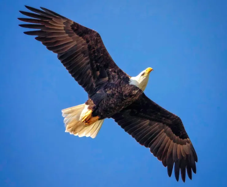 C Conley tomball eagle.jpg