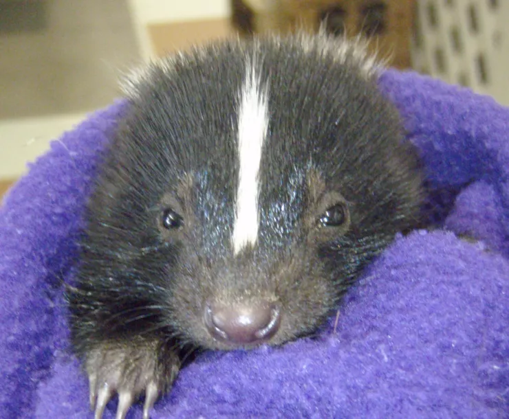 C Conley, 2019 January Skunk striped Infant.jpg