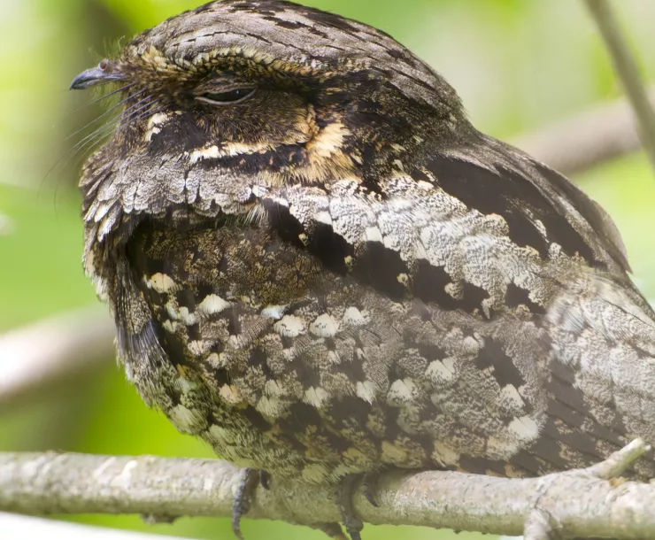 C Conley, 2020 June WHIPPOORWILL photo.jpg