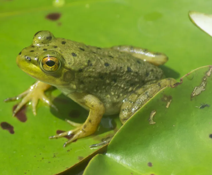 C Conley, 2020 May BULL FROG.jpg