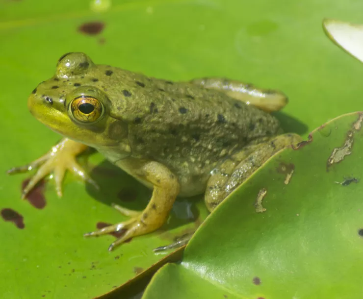 C Conley, 2020 May BULL FROG.jpg