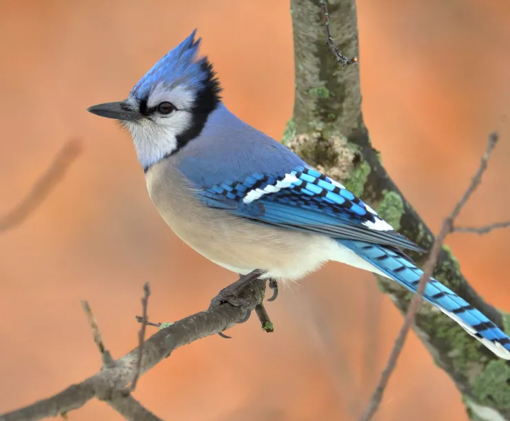 C Conley, 2022 August - blue jay.jpg