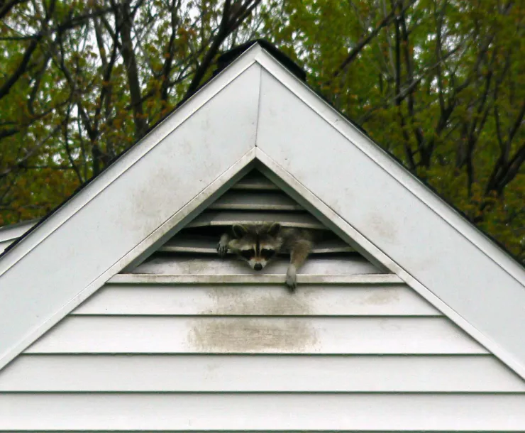 C Conley, 2022, June RACCOONS IN ATTIC-cropped.jpg