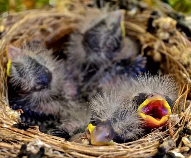 C Conley, 2022-April-BIRD IN NEST.jpg