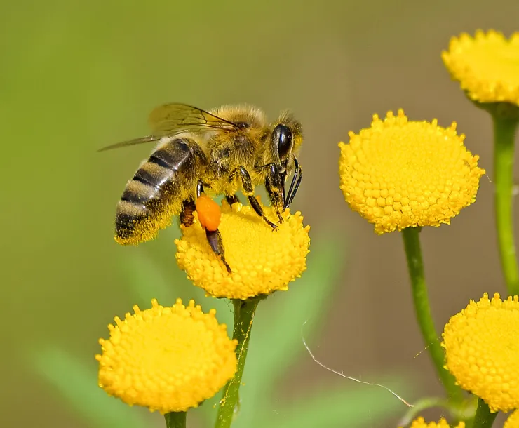 C Conley, 2022-July BEE.jpg