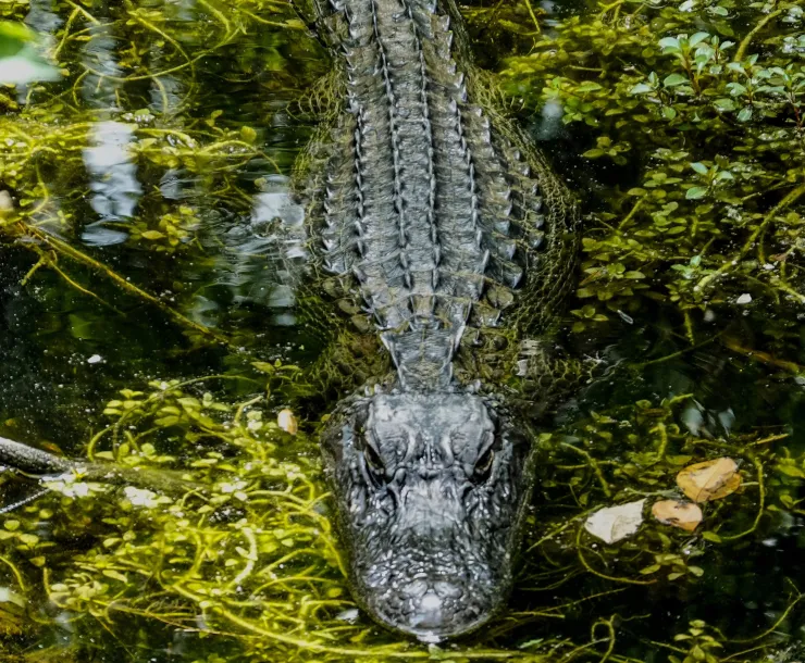 C Conley, 2022-July-ALLIGATOR-cropped.jpg