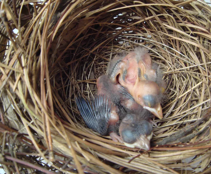 C Conley, BIRDS-cowbird in cardinal nest.jpg