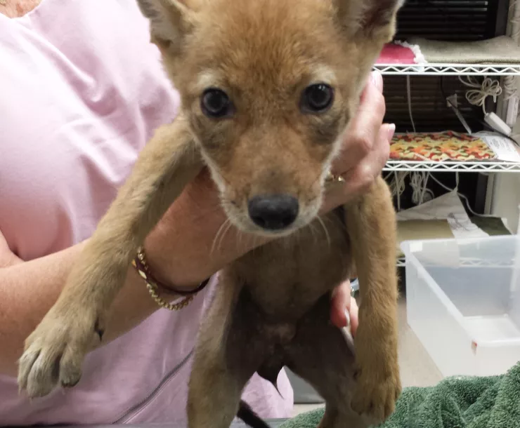 C Conley, Coyote Pup 2016.jpg