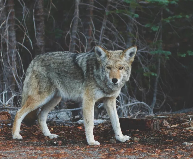 C Conlye, COYOTE adult.jpg