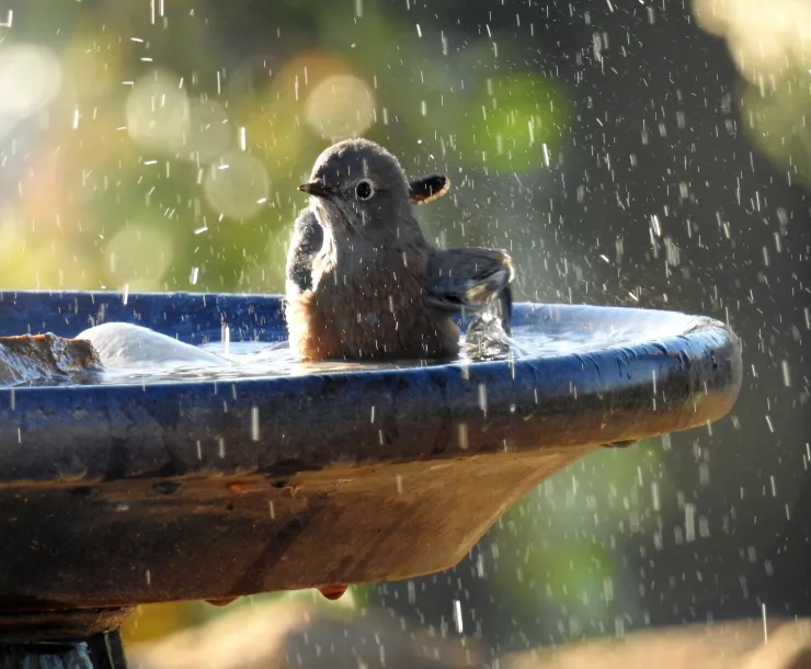 C. Conley 2019 June photo bluebird-2920770_1920.jpg