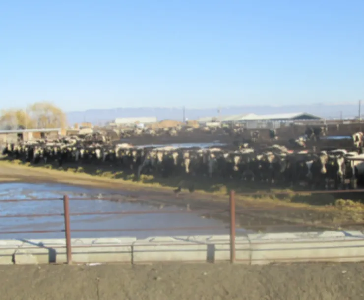 CAFO.png