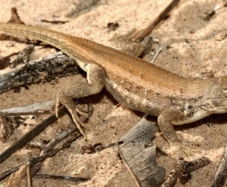 CHP-TX-1900-DunesSageBrushLizard.jpeg