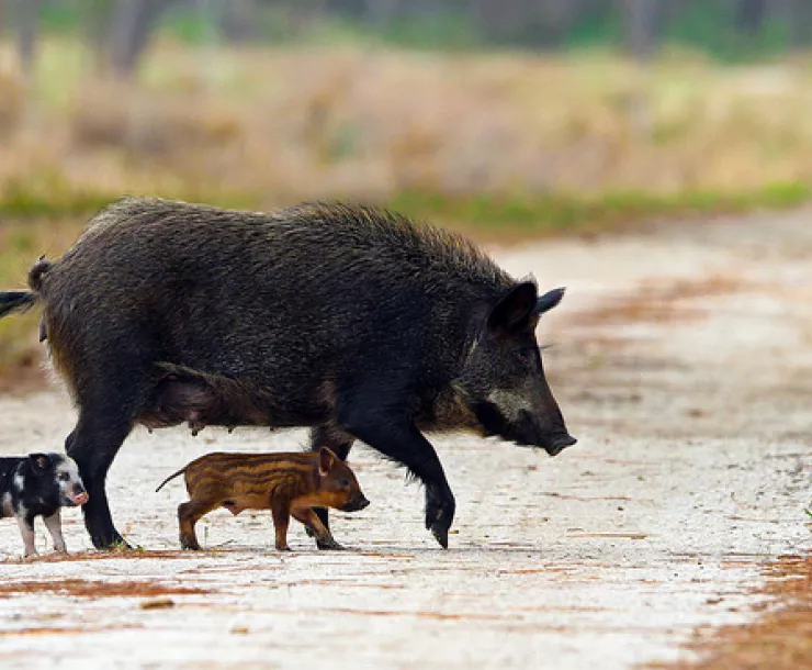 CHP-TX-1900-Feral-Hogs-Craig-ONeal-Flickrjpg.jpg