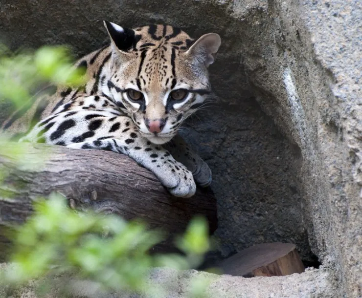 CHP-TX-1900-Ocelot.jpg