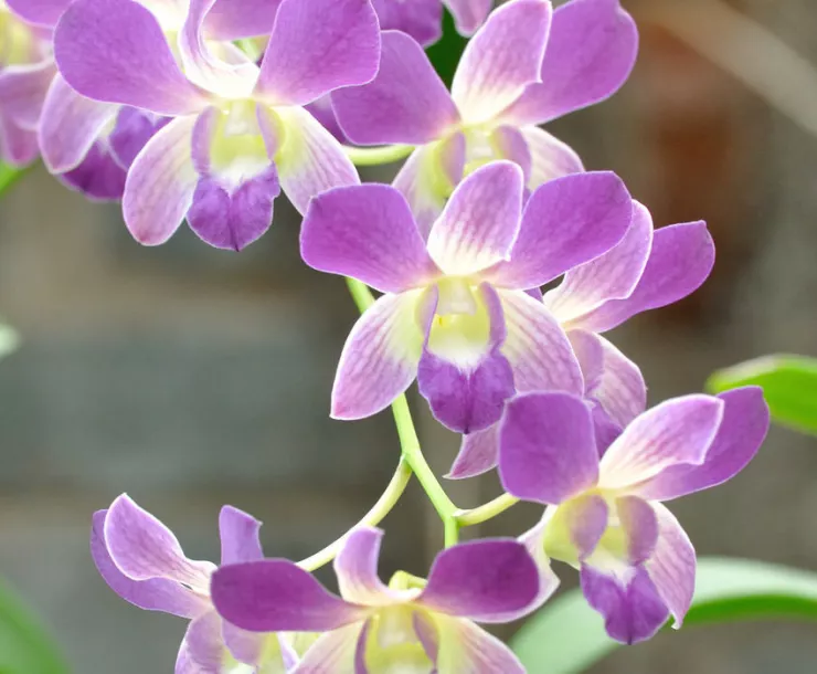 CHP-TX-1900-Purple-flowers-slideshow.jpeg