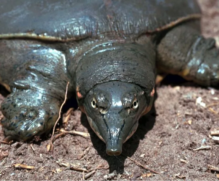 CHP-TX-1900-Texas-Spiny-Softshell-Turtle.png